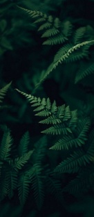 Книга "Купалов цвет"