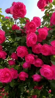 Музыкальная страница