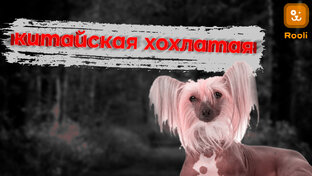 Мир собак