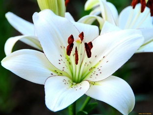 Сад-виноград, малиновая роща. 