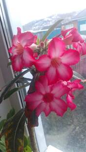 Цветы для души и красоты