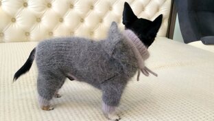 МК комбинезон для маленькой собачки в 3 частях