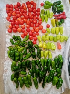 УФИМСКИЙ САДОВОД и не только! 😉