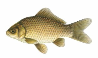 Для любителей LINUX (1 ЧАСТЬ)