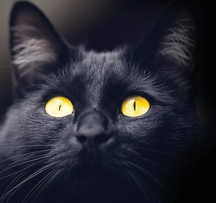 «Кошки» Бернард Вербер