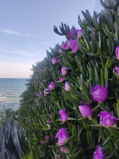 Растоптанный букет нарциссов