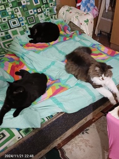 Веселые кошки.