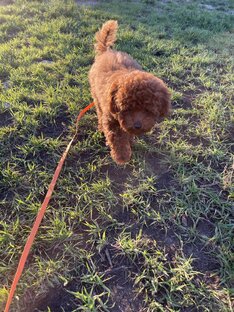 Жизнь с щенком той пуделя