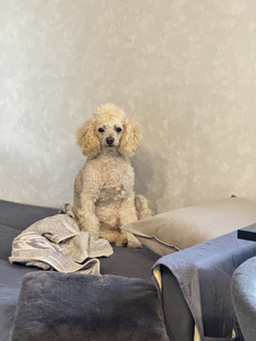 «Зверьё моё»