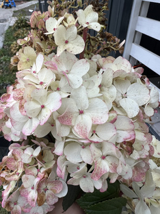 2025 Сад, огород, дача.