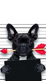 Уход за собакой