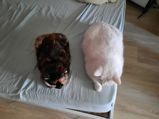 Наглое хвостатое