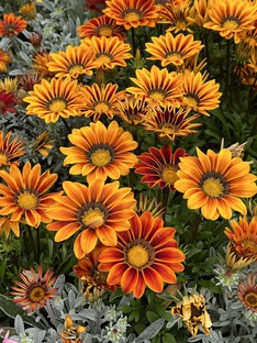 Обзоры сортов