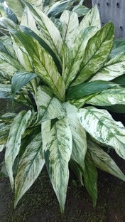 такие разные спатифиллумы 