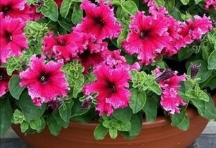 Эксперемент петуния за 3₽ 🌺🤔 от посева до цветения