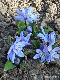 Весенние цветы 