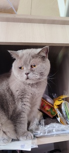 Директор канала - Тимофей Котофеевич Британский