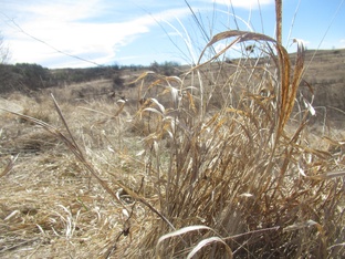 Рассказы о животных