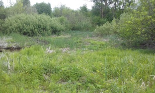 Пчеловодство.