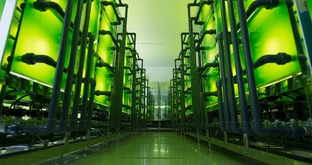 Производство хлореллы