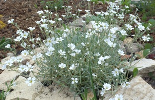 Почвопокровные растения