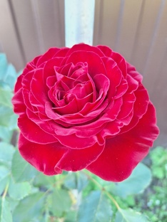 Роза - королева сада