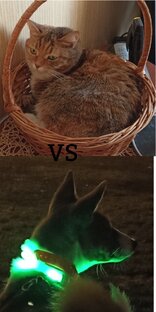 Животные Воины. Маппинг