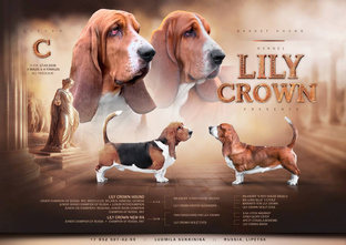 Помет «С»бассет Хаунд 