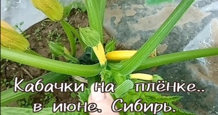 Кабачки, тыква в Сибири
