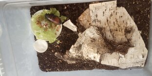 Мадагаскарские тараканы