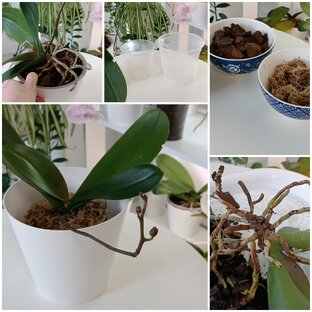 Пересадка орхидей 👍
