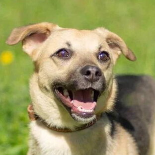 Гуманное воспитание