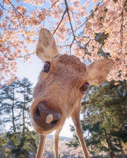Природа