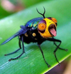 🐞 Из жизни насекомых