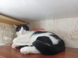 Кот 