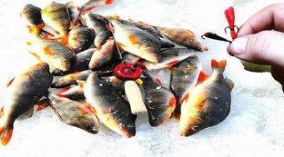 ❄️ Полный гид: Ловля окуня зимой от А до Я