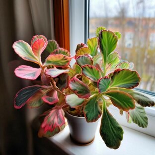 виды редкий растений. 🌿🌵🌱