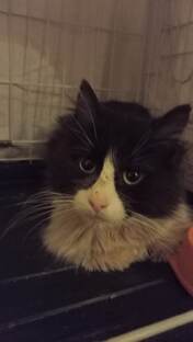 Ищут дом 🏠 Кошки🐈