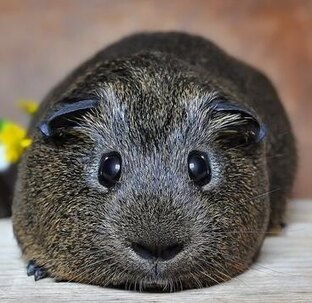 Выбираем имя питомцу