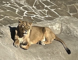 Животные 🌸🩷🌸