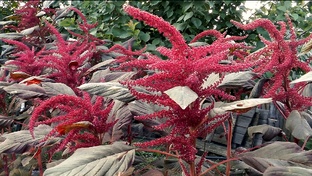 АМАРАНТ выращиваем на даче.