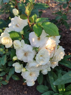 Про питомники