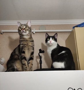 Зверьё-моё:)