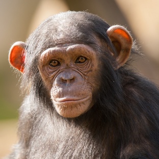 Обезьяны: не просто приматы, а гении джунглей