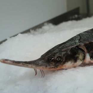 Севрюга: тайны исчезающей рыбы-гиганта