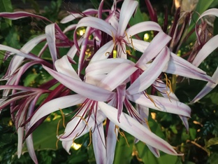 45 дней во Вьетнаме. Фукуок. Ханой. Халонг.