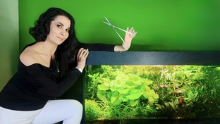 Аквариум для чайника