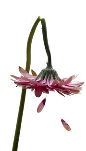 Рак и предраковые состояния у женщин