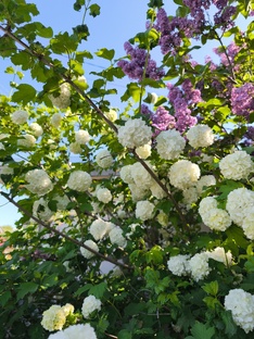 Дневник цветения