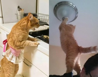 Пушистые помогаторы 